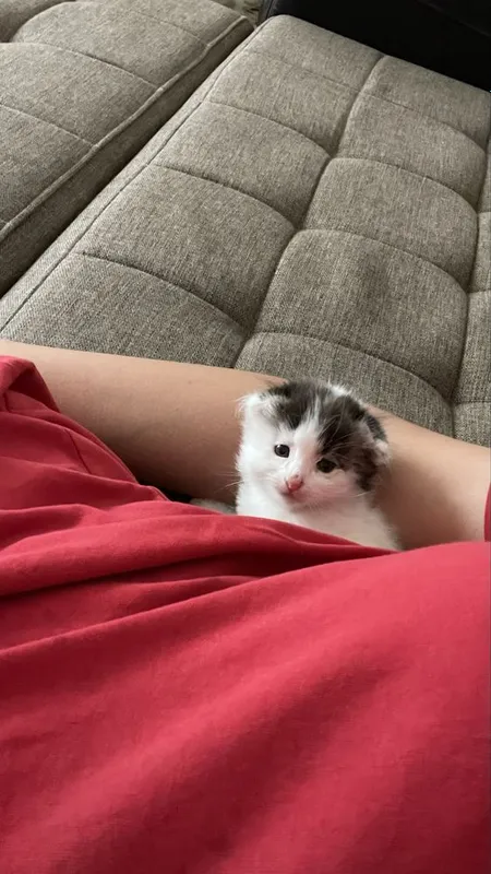 Turkish angora mushuk 2 oylil qiz bola nasil olsa boladi 3 Turkish angora mushuk 2 oylil qiz bola nasil olsa boladi 3