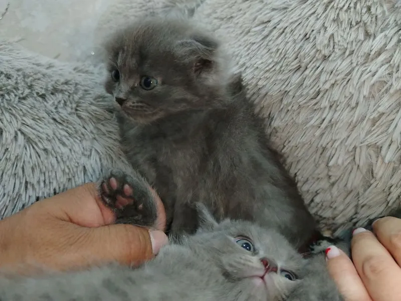 Котята Продаються 2