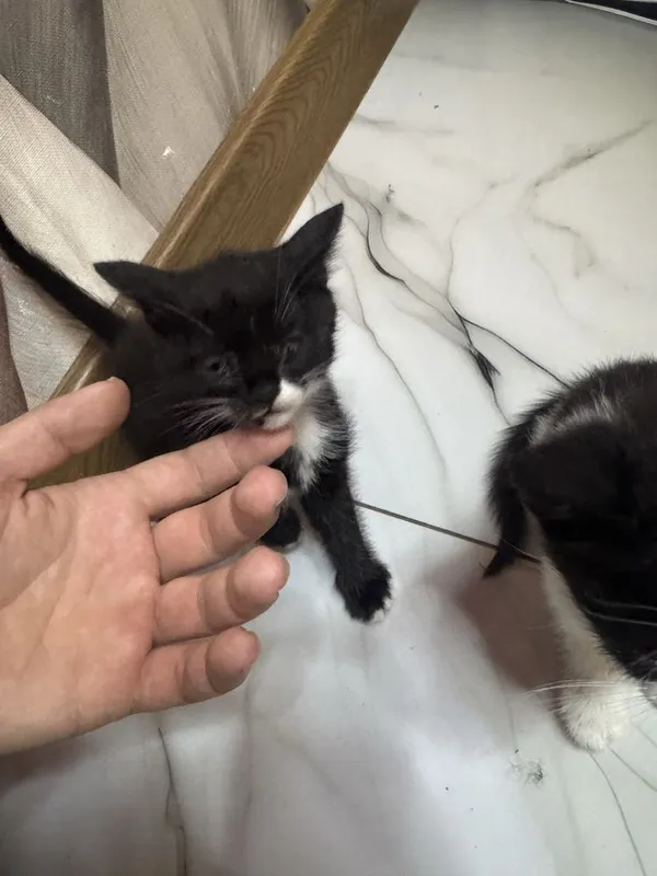 Отдадим котят бесплатно 5 Отдадим котят бесплатно 5
