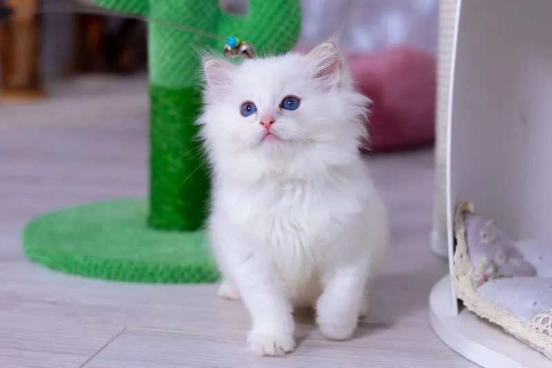 Эксклюзивные Регдоллы 7 Эксклюзивные Регдоллы 7