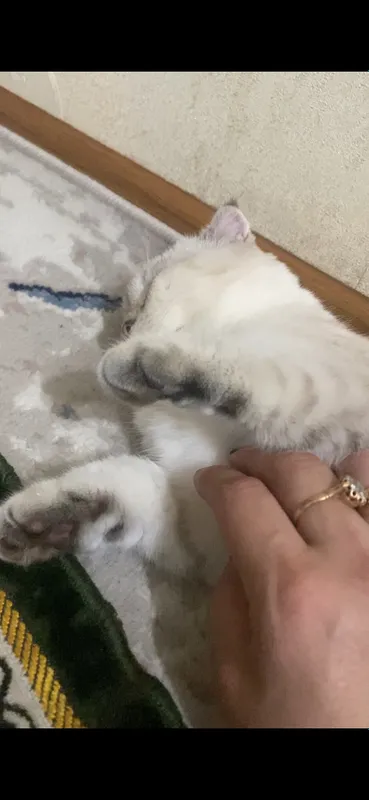 “🐱 Scottish Fold мушук сотилади, жуда мулойим!” 6 “🐱 Scottish Fold мушук сотилади, жуда мулойим!” 6