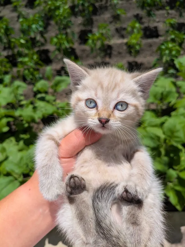 Котята ищут хороших хозяев 7