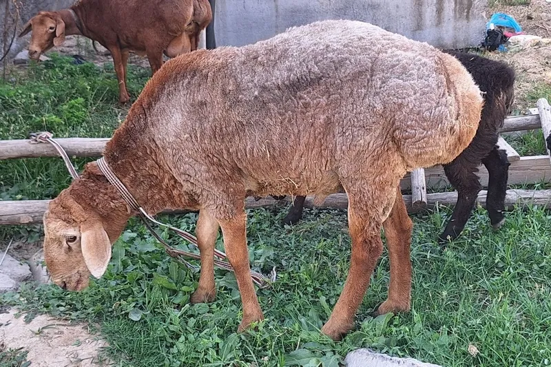 Arashan qo'y egizak bolalari va qo'chqor sotiladi 2