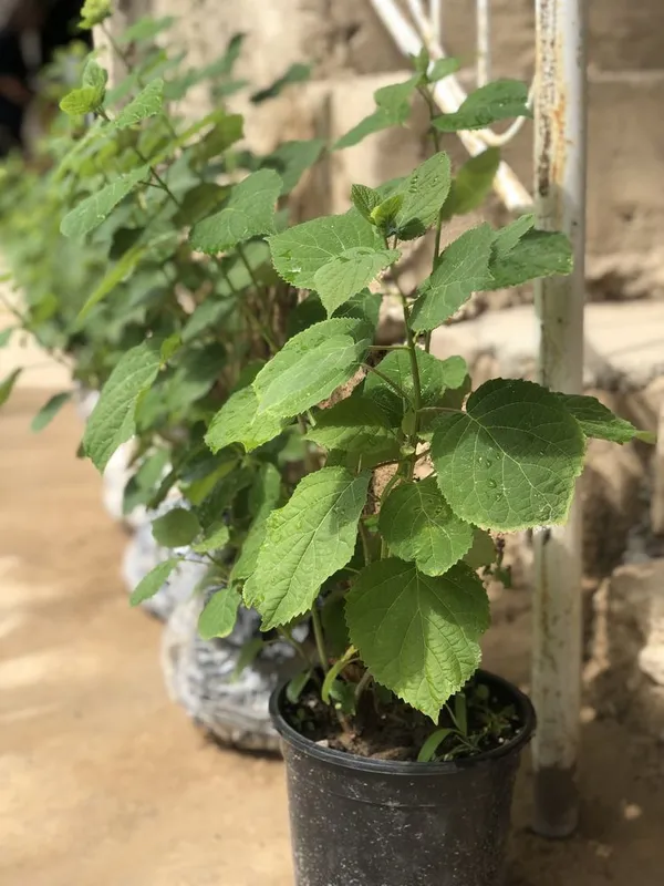 Oq Gartenziya gul