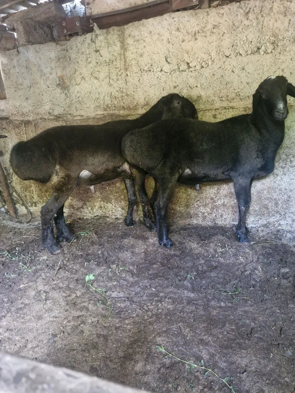 Qoʻy sotiladi sogʻlom 2 dona jivoy ves 70 kg — фото 2