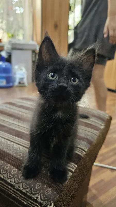 Красивые котята на половину Мейн-кун Красивые котята на половину Мейн-кун
