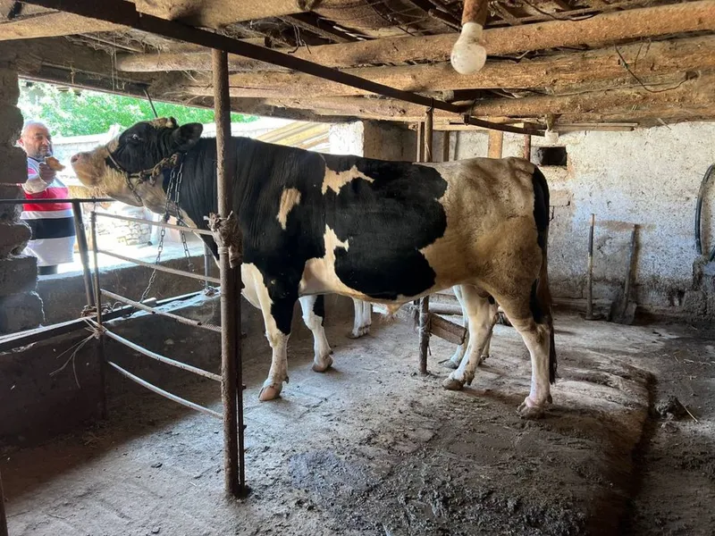 Zotor ola qora mol srochniy sotiladiiii — фото 3