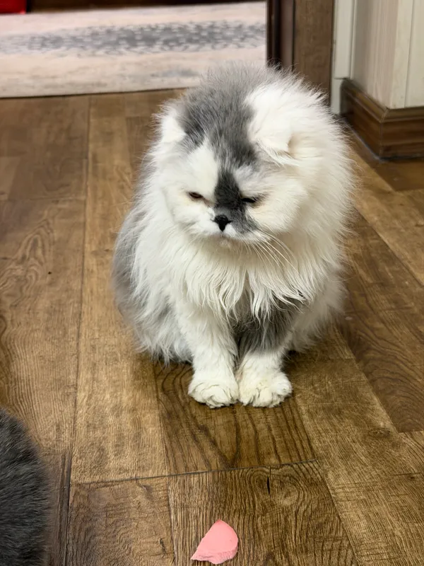 Персидская кошка 5