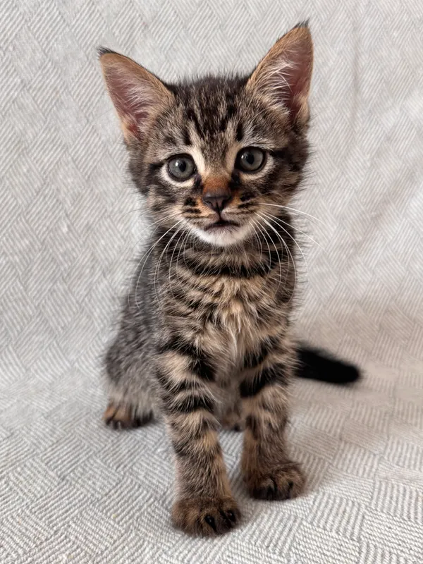 СРОЧНО Котик ищет дом — фото 3