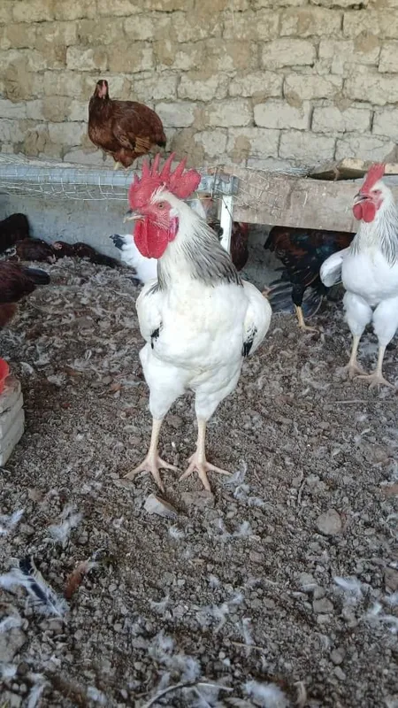 Adler xorozlari yaxshi boqilgan 1 Adler xorozlari yaxshi boqilgan 1