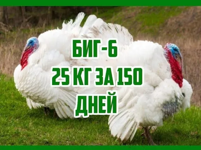 Биг6 курка big6 induk indeyka 2 Биг6 курка big6 induk indeyka 2