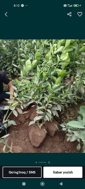 Lemon,apelsin koʻchatlari 4 Lemon,apelsin koʻchatlari 4