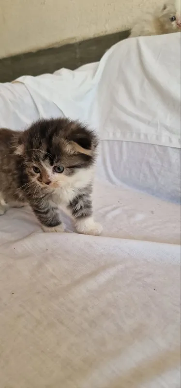 Котята шиншилла. — фото 3