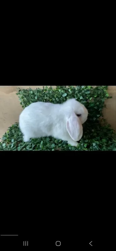 Quyon Karlik Banan 1