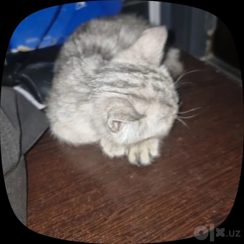 Британская короткошёрстная 4 Британская короткошёрстная 4