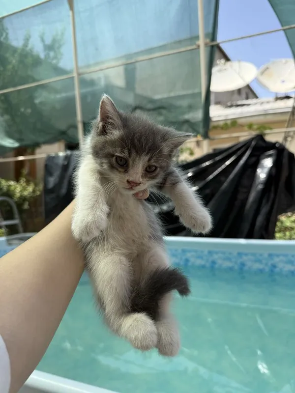 Продаются котята 3 Продаются котята 3
