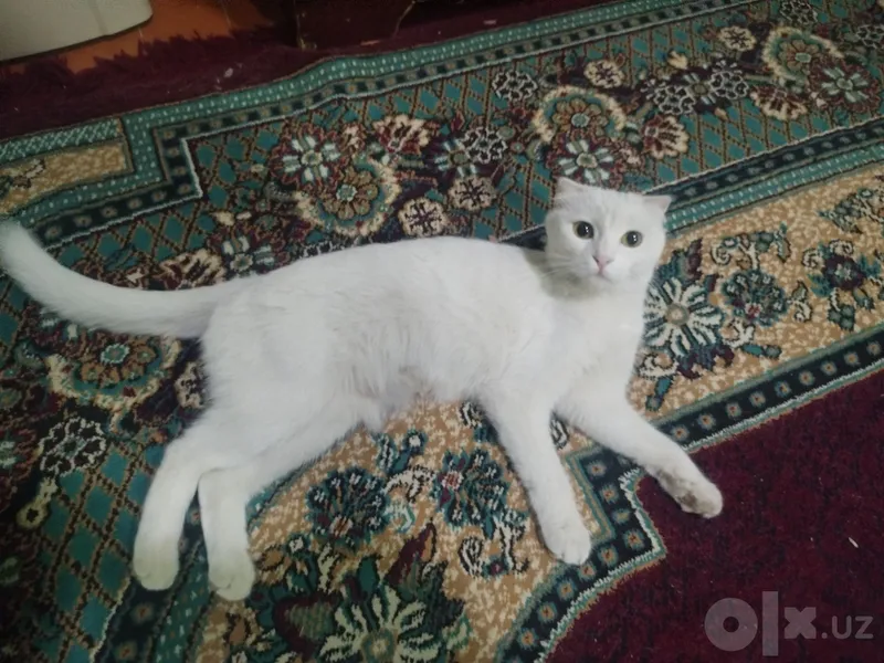 Мама-кошка и 3 котёнка, все мальчики 4 Мама-кошка и 3 котёнка, все мальчики 4