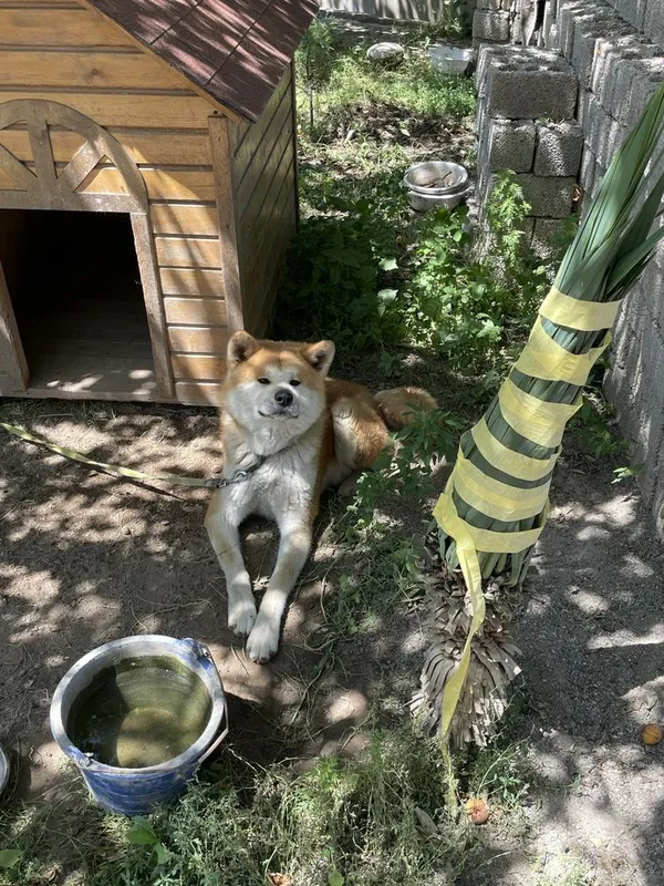 Akita Inu, 2 yosh, erkak, hujjatli 4 Akita Inu, 2 yosh, erkak, hujjatli 4