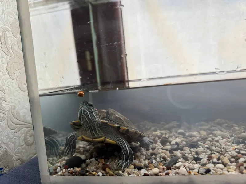 toshbaqa + terarium 2