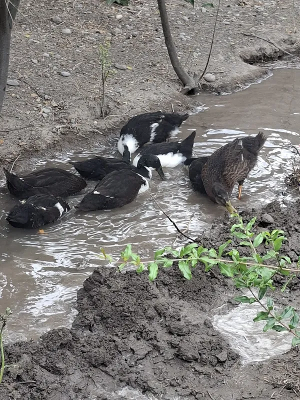 3 oylik o'rdaklar. 3 3 oylik o'rdaklar. 3