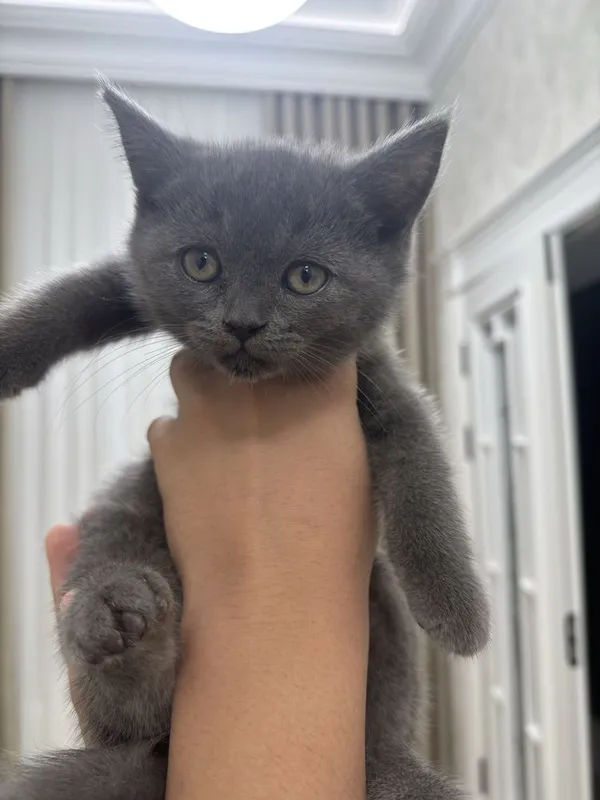 Пародистая кошка