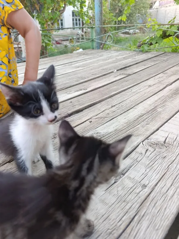 Котята бесплатно 3