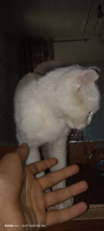 Toza zotli mushuk scottish fold oq rangli 5 Toza zotli mushuk scottish fold oq rangli 5