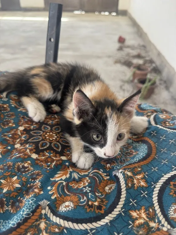 Маленькие, миленькие котенки, 1,5 месячные 2 Маленькие, миленькие котенки, 1,5 месячные 2