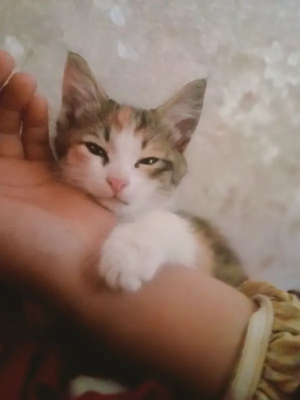 hadya qilinadi 6 hadya qilinadi 6