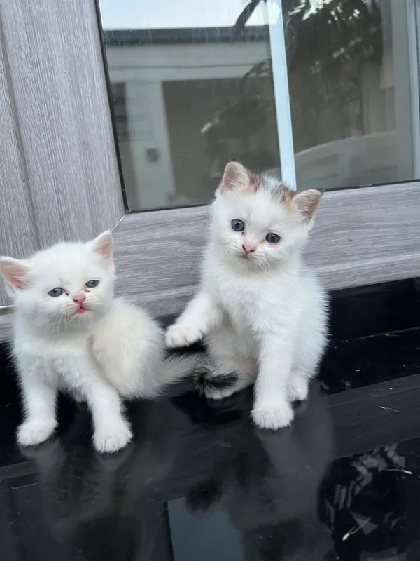 Кошка 5 Кошка 5