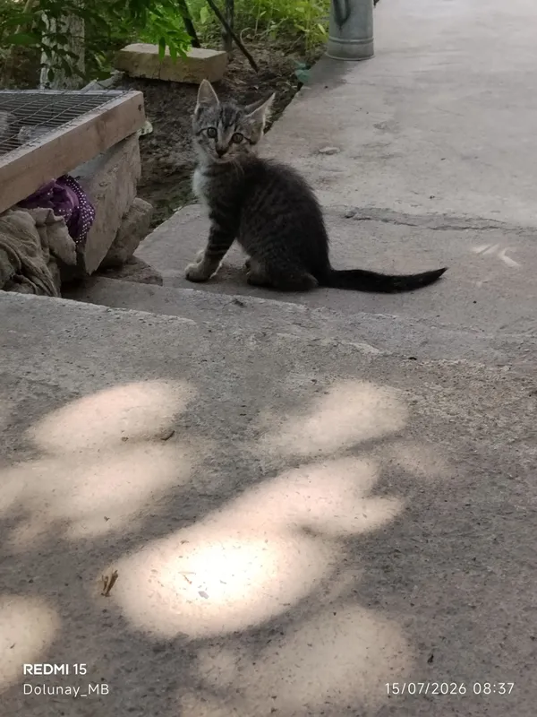 Котёнок 3 Котёнок 3