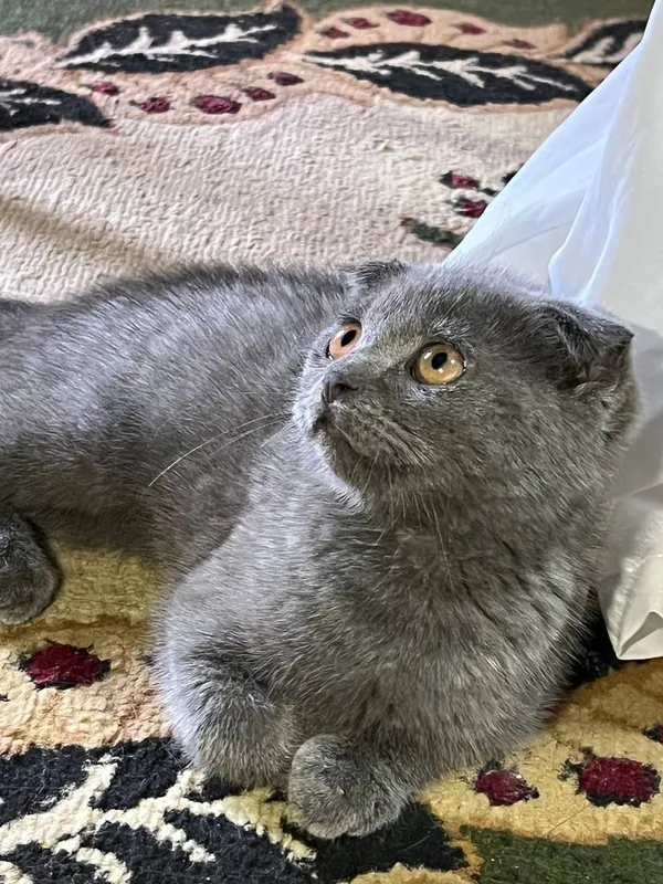 Mushuk scottish fold — фото 2