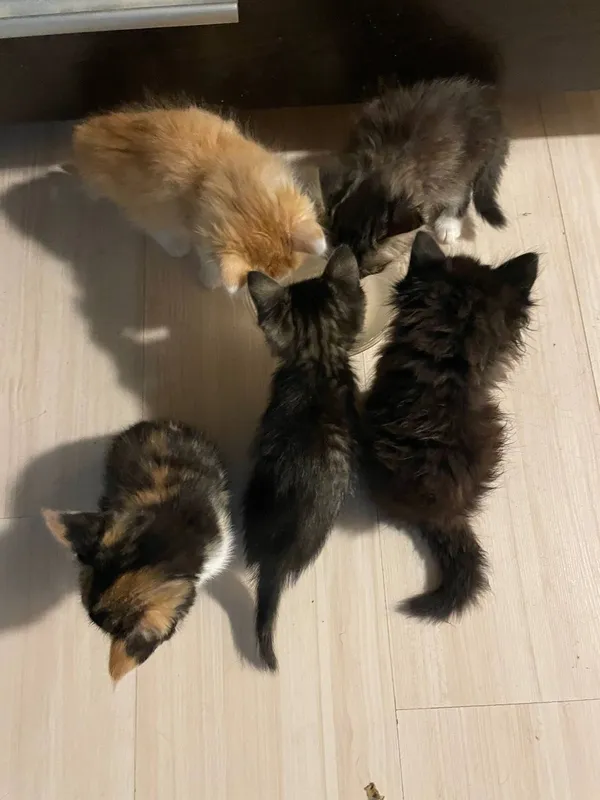 Котята в добрые руки — фото 4