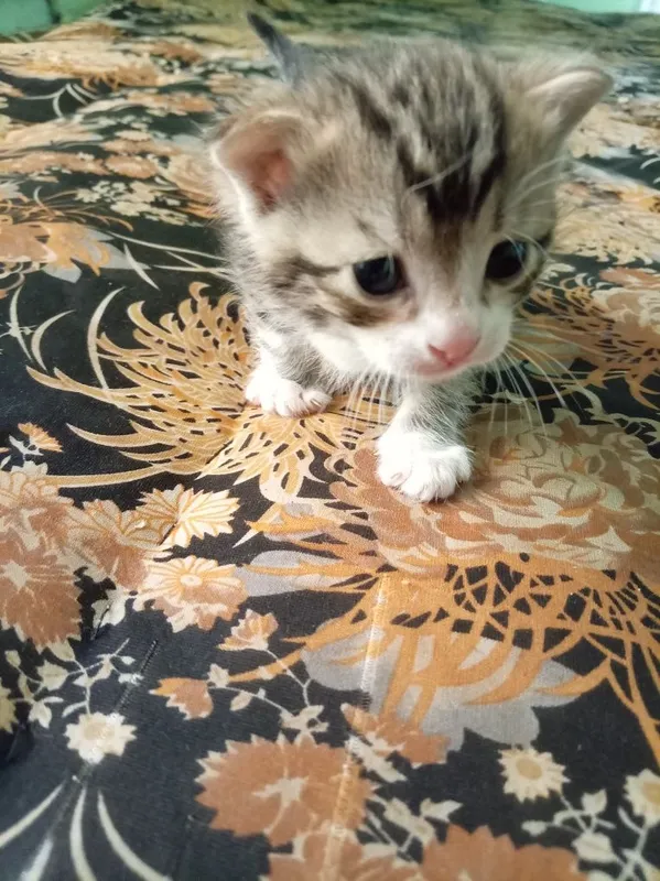 Отдам котёнка бесплатно — фото 1