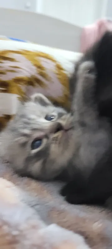 котёнок пароды норвежская лесна — фото 3