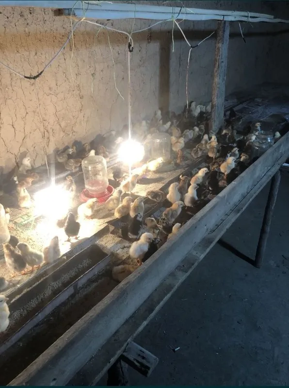 Damashni jòjalar sotiladi xamasi soxlom