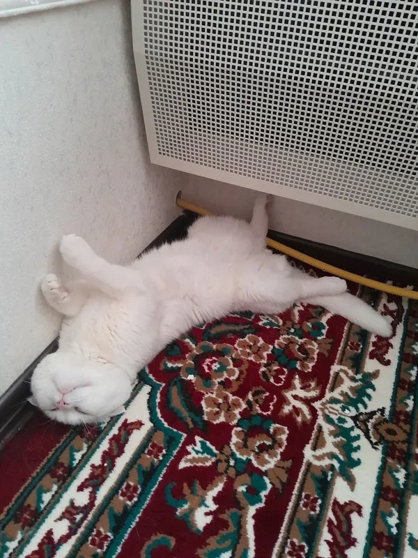 Кошка скотиш фолд малчик