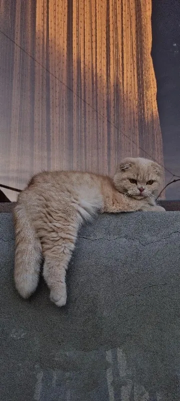 Британская кошка — фото 2 Британская кошка — фото 2