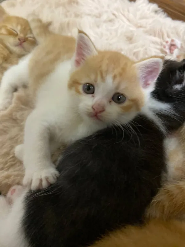 кошка 2 кошка 2
