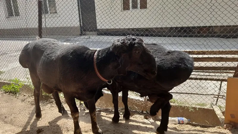 Кучкорла сотилади — фото 3