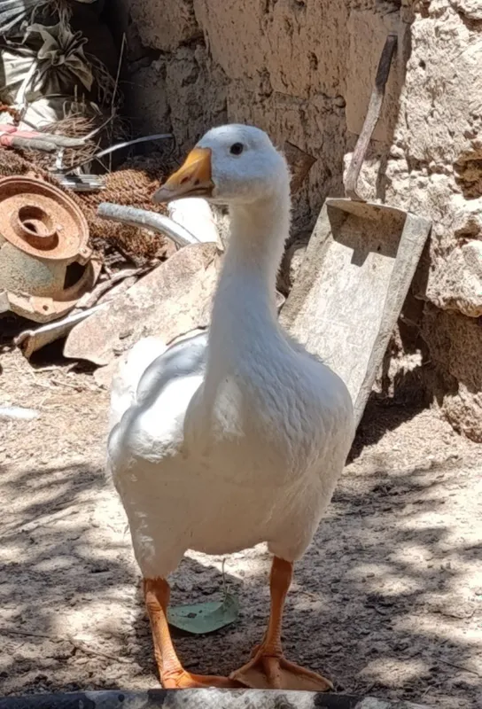 Gʻoz joʻjalari sotiladi 4