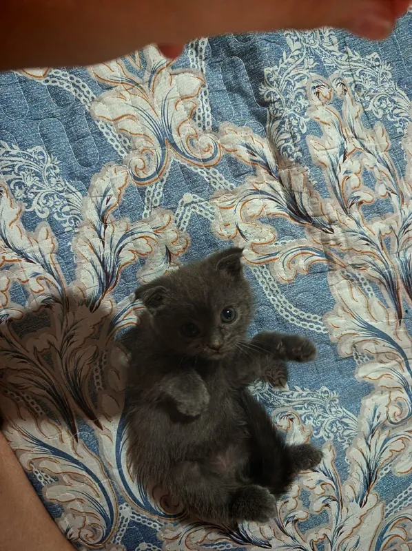 Продам котят 4 Продам котят 4