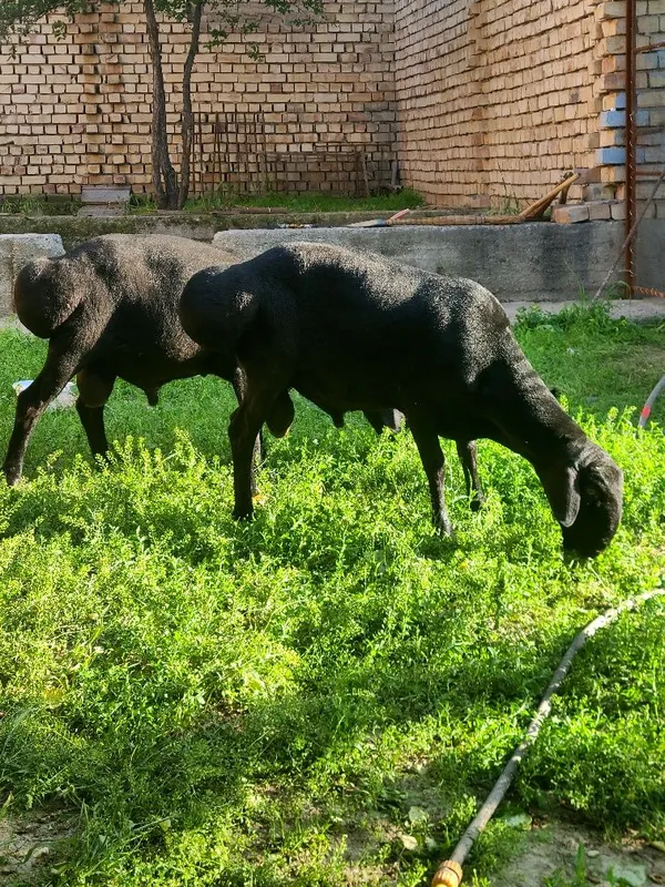 Qo'chqorla sotiladi