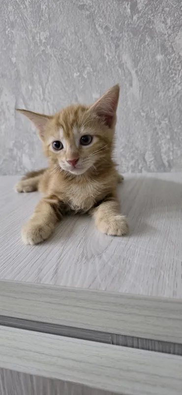 Ищут мам и пап котята 2 Ищут мам и пап котята 2