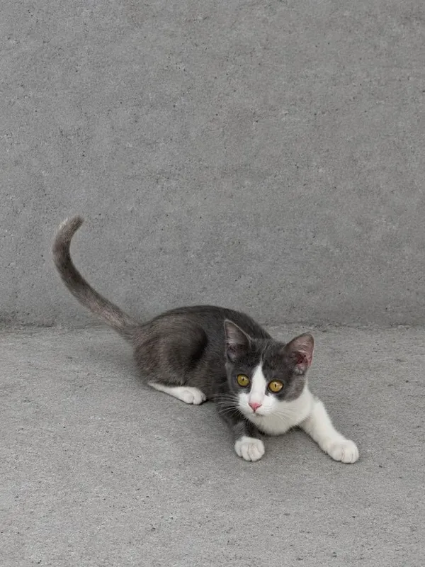 Котенок мальчик 3 месяца 4 Котенок мальчик 3 месяца 4