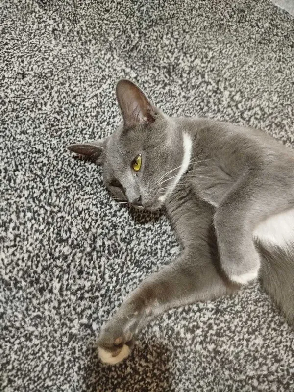 Подарю шикарного котика 5 Подарю шикарного котика 5