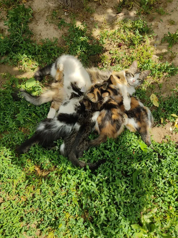 котята два месяца — фото 1