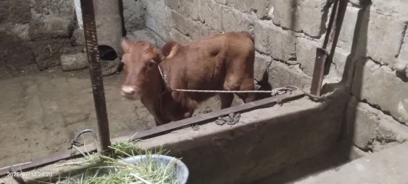 Ona bola sigir sotiladi 1 Ona bola sigir sotiladi 1