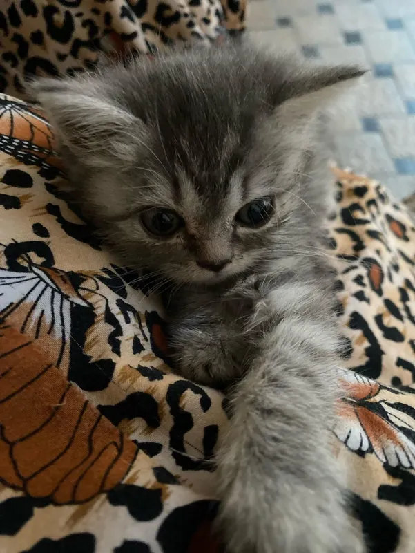 Продам котят породистые 4