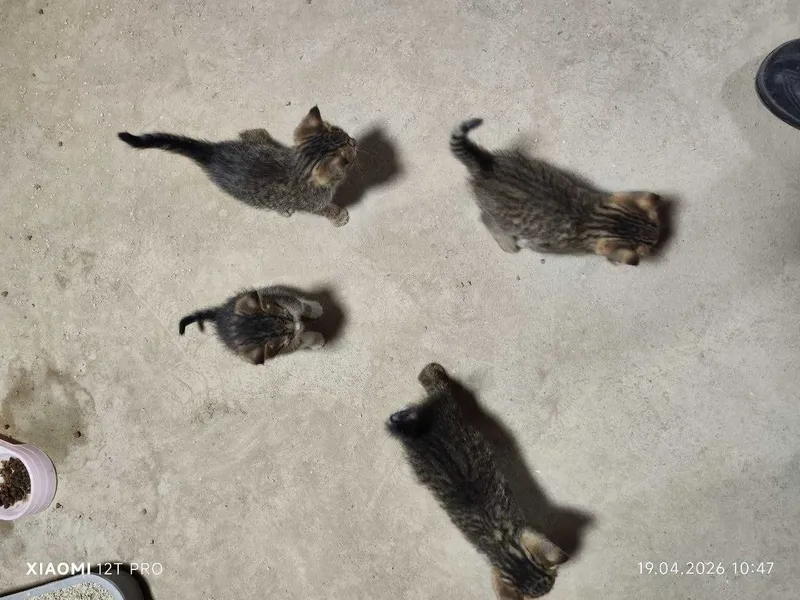 Отдам даром котят в добрые руки